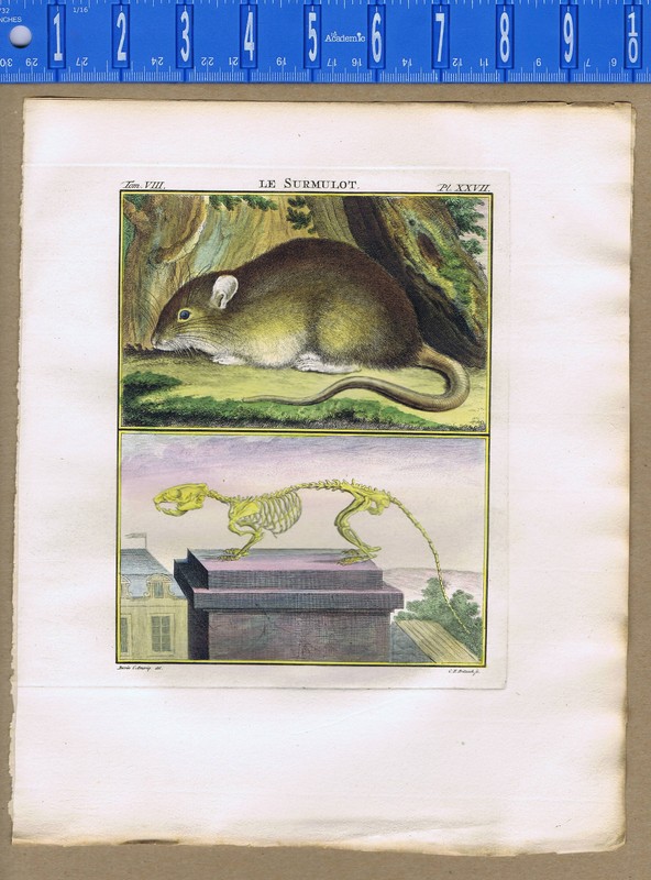 Le Surmulot-Brown Rat & Skeleton -Hand Colored 1767 Buffon Natural History