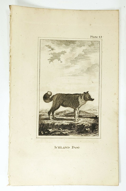 6 Antique Engravings ANDREW BELL 1726-1809 Natural History Dog Series gallery