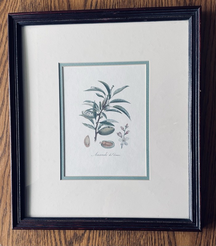 Framed Print of Almonds “Amande des Dames” Botanical 13″ x 15″ Double Matted