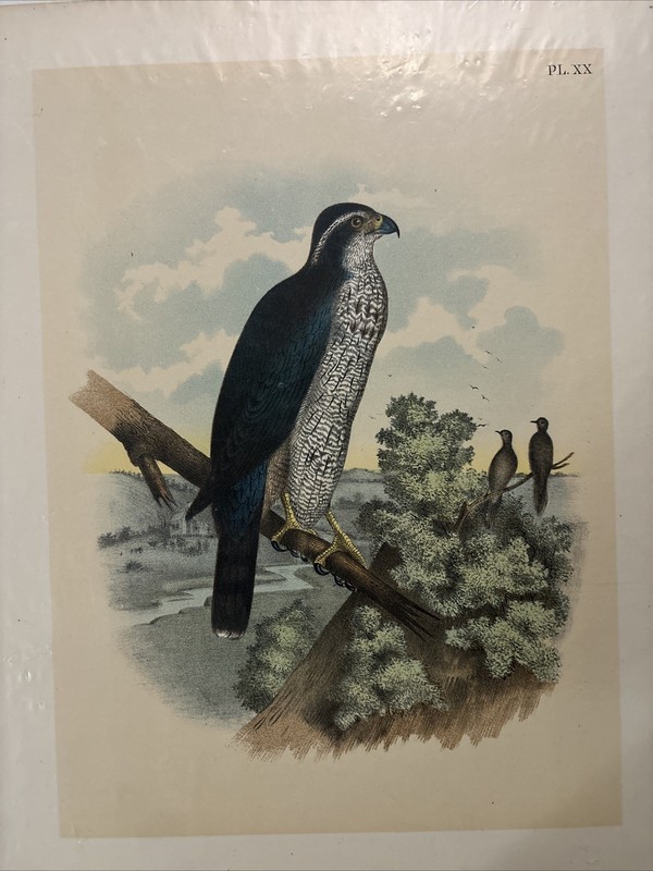 1895 Theodore Jasper Black Cap Hawk Lithograph From Studer's Birds Of America