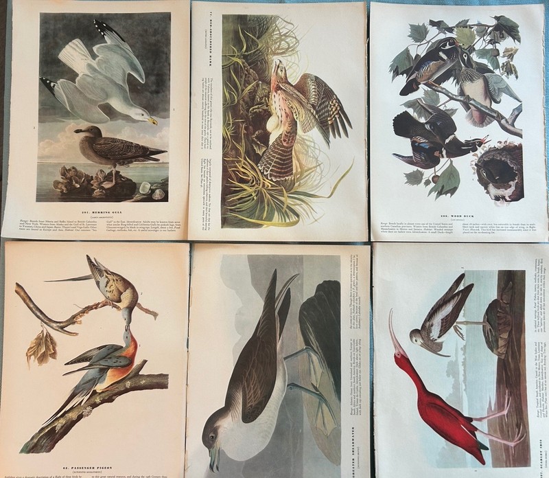 Vintage Audubon Birds of America Book Plates LOT of 6 Mixed Birds Pages 12 x 9