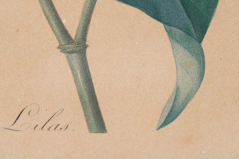 Antique P J Redoute "Lilas" Botanical Original Color Stipple Engraving Bessin gallery