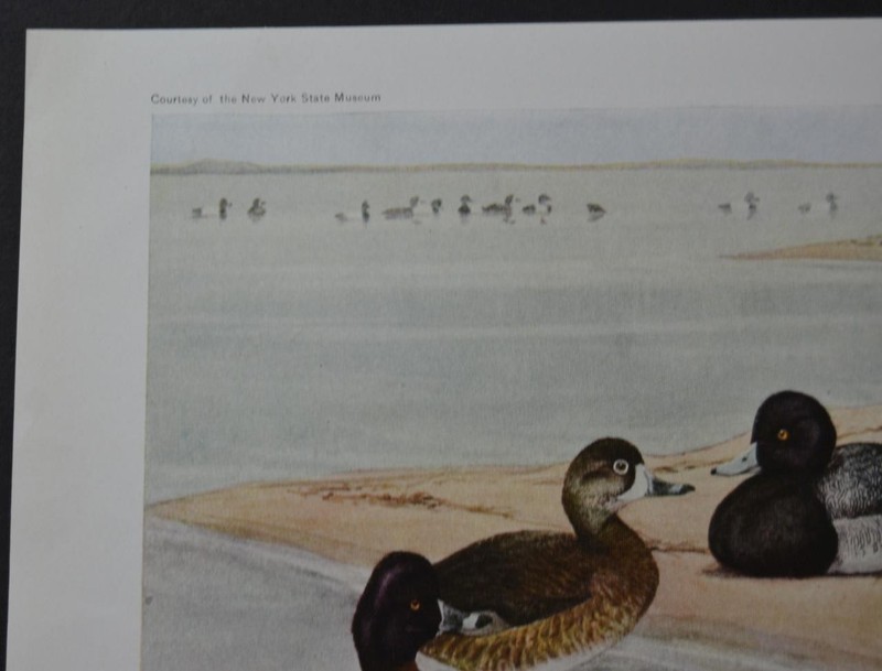 Antique Original 1912 Birds of New York Art Print Ringed Neck Duck Ornithology gallery