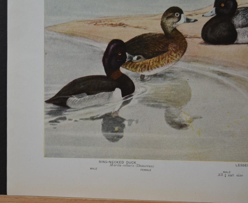 Antique Original 1912 Birds of New York Art Print Ringed Neck Duck Ornithology gallery