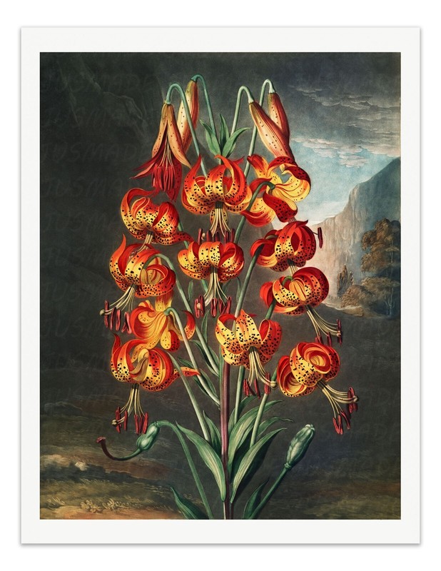 The SUPERB LILY 1807 Temple of Flora Botanical Art Print – Wall Decor