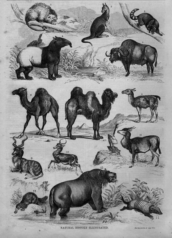 NATURAL HISTORY OPOSSUM KANGAROO RACCOON CAMEL PLATYPUS ARMADILLO KOODOO TAPIR