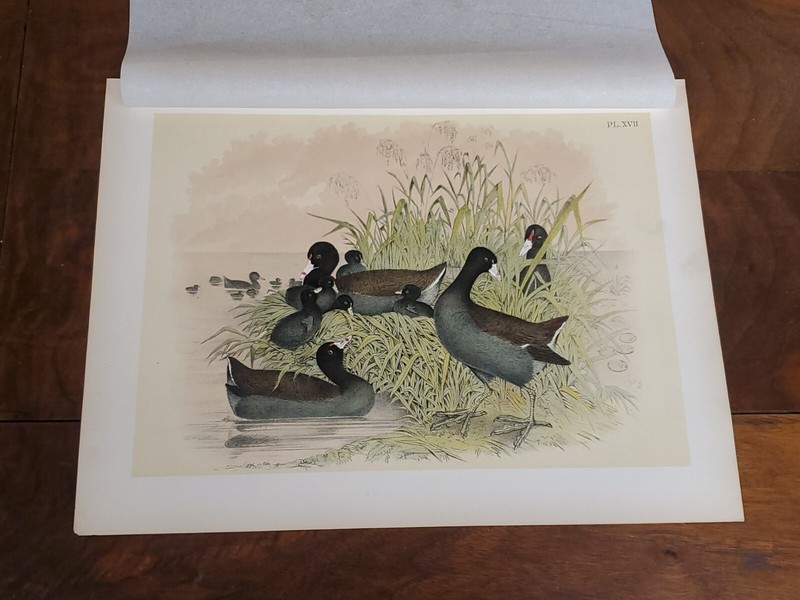Cinereous Coot Lithograph by Theodore Jasper 1881, Studer's North Amer. Birds gallery