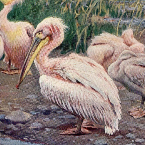 Great White Pelicans Gathering on Shore Antique Bird Wilhelm Kuhnert Print 1911