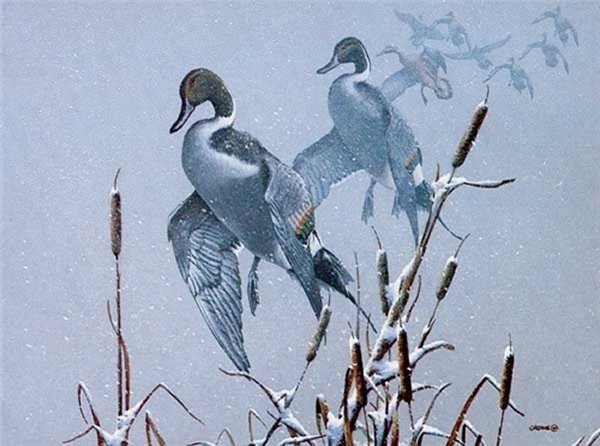 Phillip Crowe Snowy Refuge – Mandarin Duck