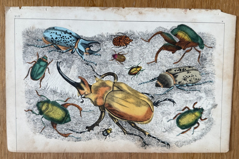 Antique Hand Coloured Engraving Beetles Insects Fullerton's Animated Nature gallery