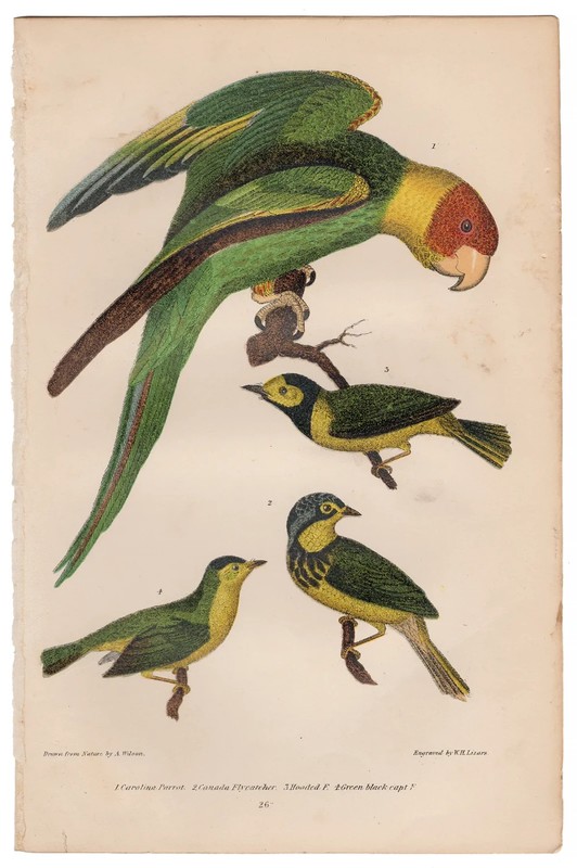 Wilson antique bird print 1876 hand-colored engraving 26 Carolina Parrot