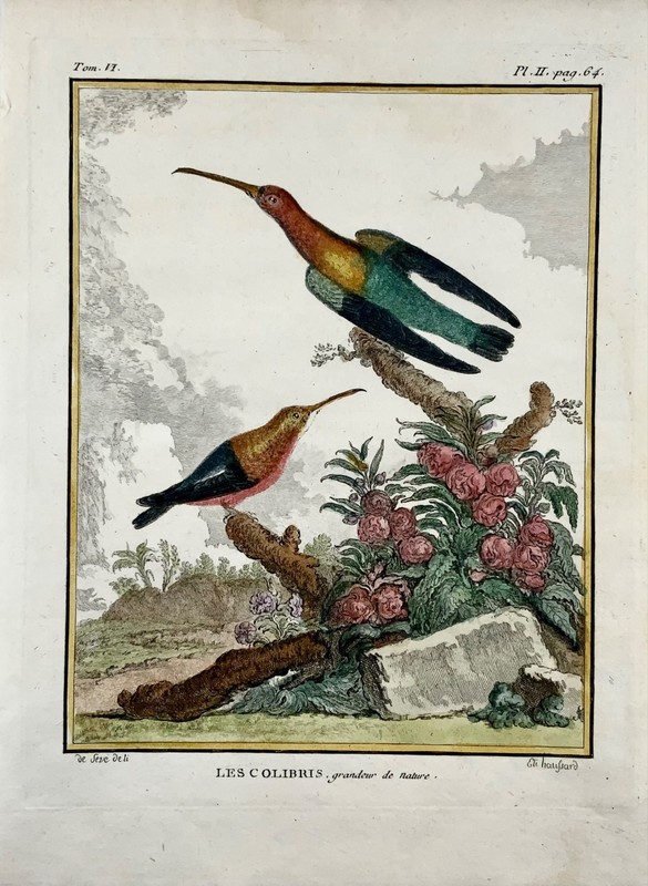 1779 de Seve; Colibri HUMMINGBIRDS – Ornithology – 4to Large Edn engraving