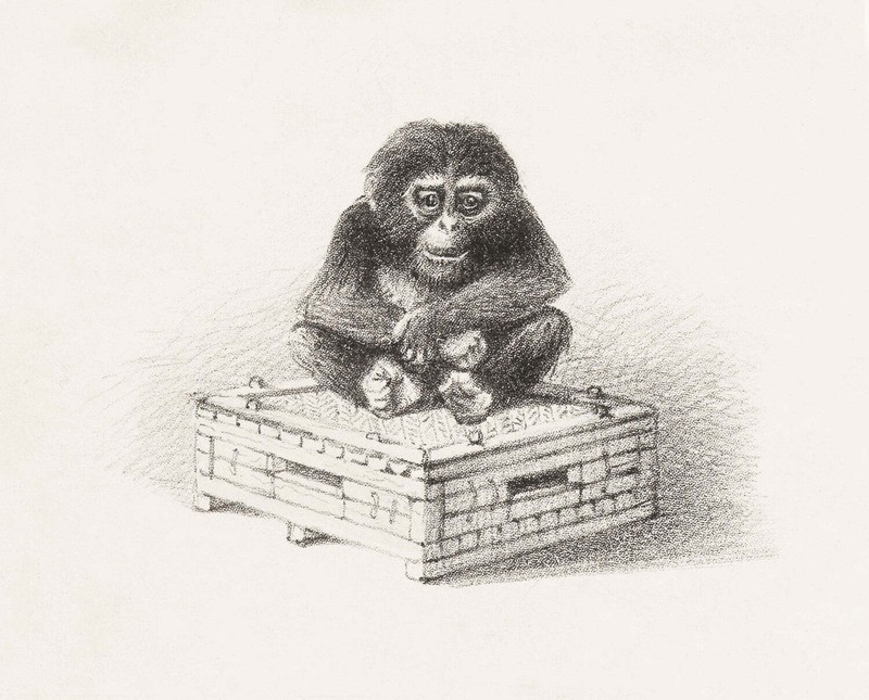 Zittende aap op kist by Theo van Hoytema Art Print
