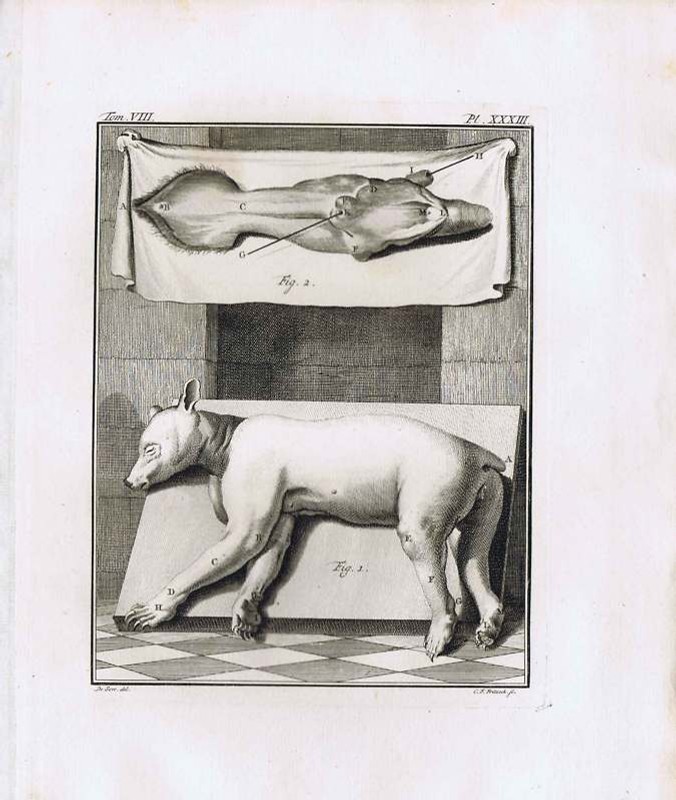  1792 Bear Anatomy Fritzsch de Seve Copper Engraving