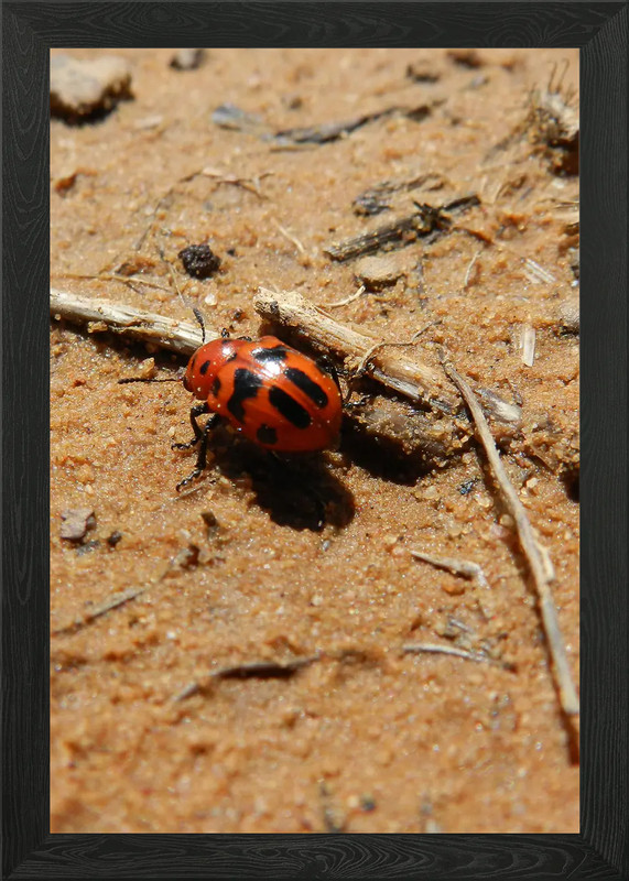 Red and black beetle Framed Wall Art Poster Canvas Print Picture