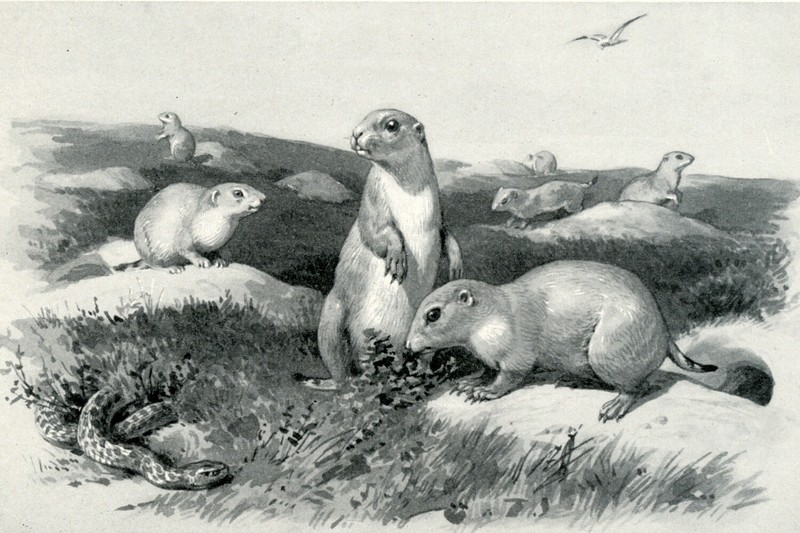 Prairie Dogs, American game animal illustration, 1898 hunting print gallery