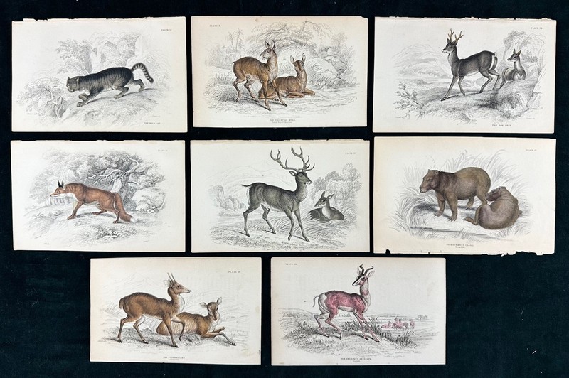 Set of 8 Antique Prints 1836/1854 Mammal Hand-Colored Prints Naturalist Library