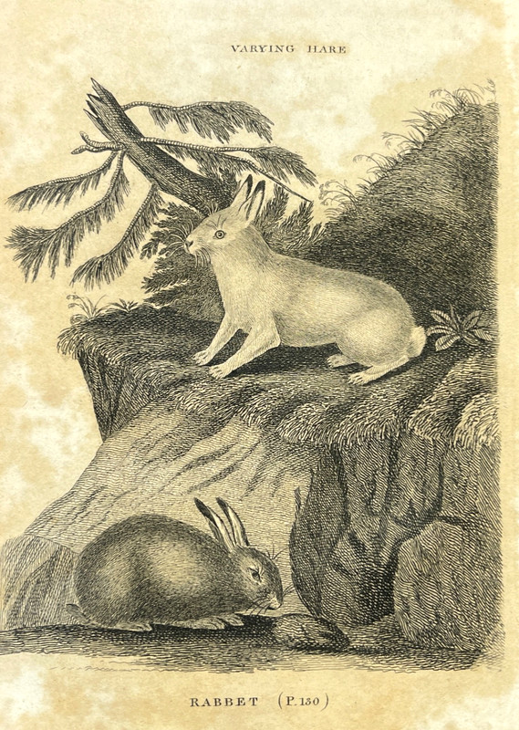 Hare and Rabbit Antique Engraving 1776 Zoological Illustration Plate