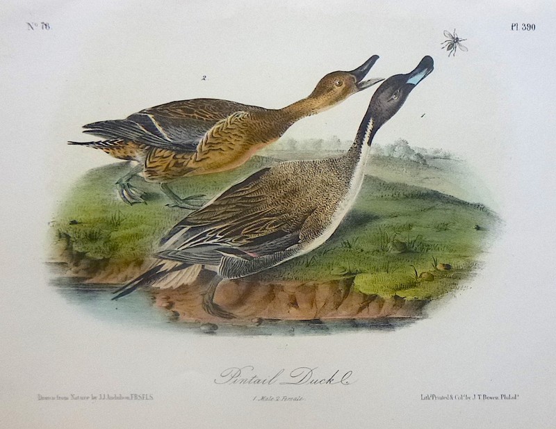 Audubon 3rd ed Octavo PINTAIL DUCK Birds of America 1859 original