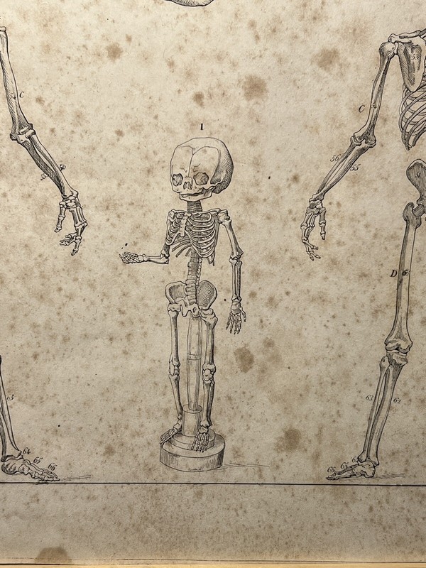 ANTIQUARIAN LITHOGRAPH 1833 SKELETON SKULL ANATOMY ANTHROPOLOGY BONE gallery
