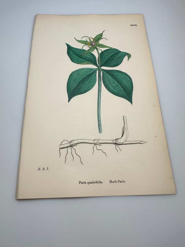 19th Cent PARIS QUADRIFOLIA Botanical Hand Colored Print E.B.S.