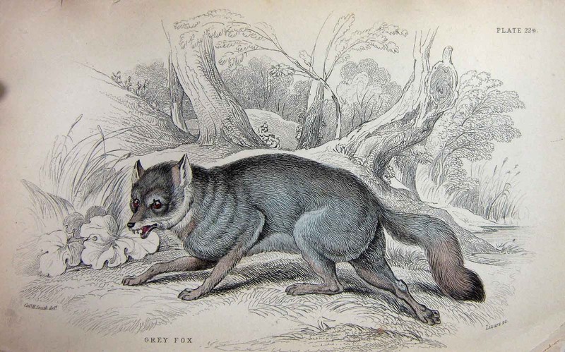 Original Old Antique Print Jardine C1839 Grey Fox Wild Animal Colour Plate 19th