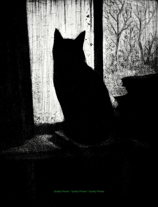 Cat At the Window Silhouetted 8.5×11″ Photo Print Christopher R W Nevinson Art