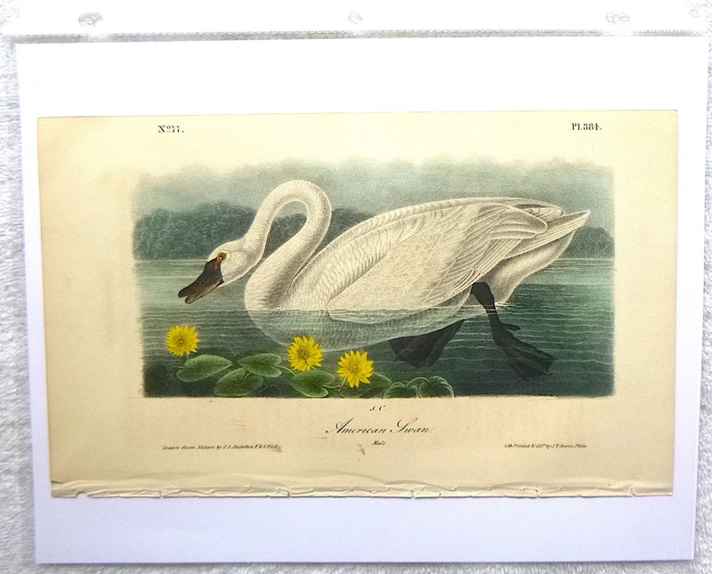 Audubon 1st ed Octavo AMERICAN SWAN Birds of America 1840 original lithograph gallery