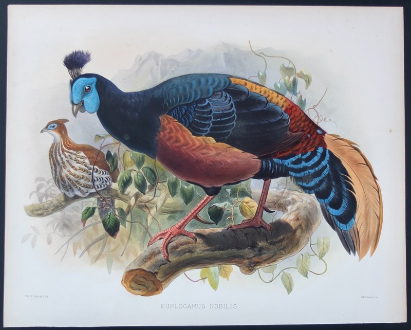 Joseph Wolf 1872 Hand Colored Lithograph Euplocamus Nobilis Or Noble Pheasant