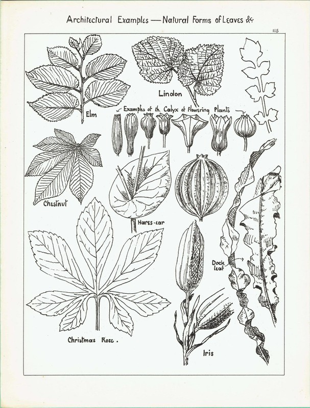 1898 Architectural Leaf Elm, Linden, Chestnut, Iris, Christmas 8 x 10.75 in