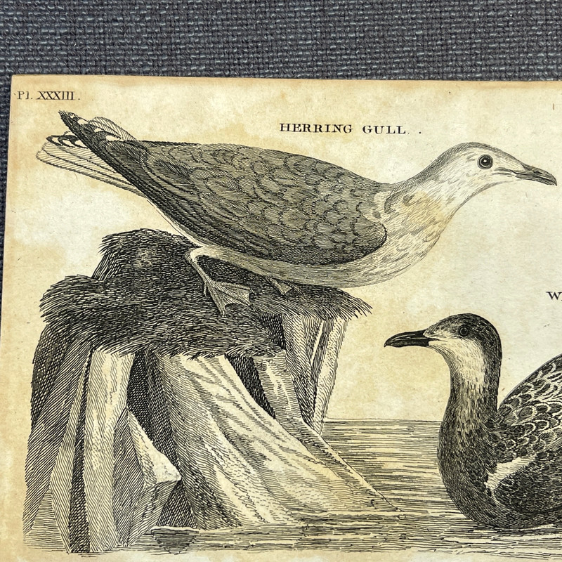 Antique Bird Engraving 1776 Zoological Illustration Plate Herring Gull Wagel gallery