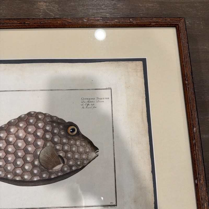 1784 Marcus Elieser Bloch Fish Print Plate 130 Trunkfish Ostracion Framed gallery