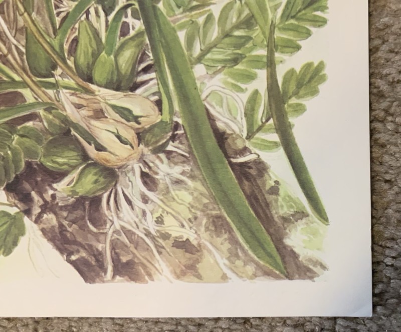 Vintage Marion Ruff Sheehan signed 1984 Lithograph 351/1000 orchids/raccoon gallery