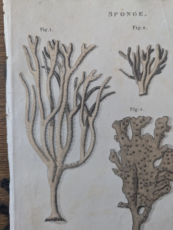 Antique c1815 Natural HistoryPrint Hand Coloured Engraving Sea Creature Sponge gallery