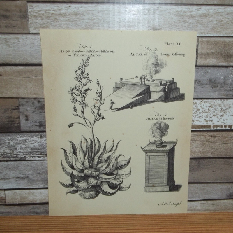 Antique Engraving Print Aloe Plant – Altar 18h-19th Century Andrew Bell Original