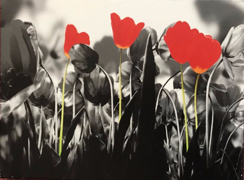 Tulip Canvas Print Wall Art Black/White/Red Color Splash Framed Art gallery