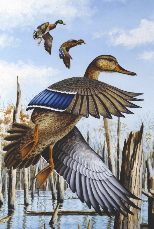JAMES PARTEE JR. WATERFOWL ART, CACHE RIVER GREENHEADS 12x15 L/E S/N LITHOGRAPH gallery