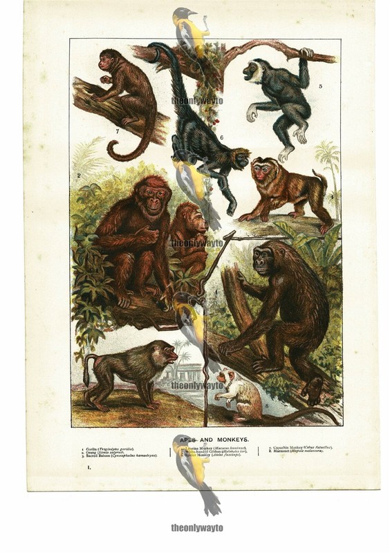 Apes And Monkeys, 8 x Colour Multi Image, Book Illustration (Print), 1884