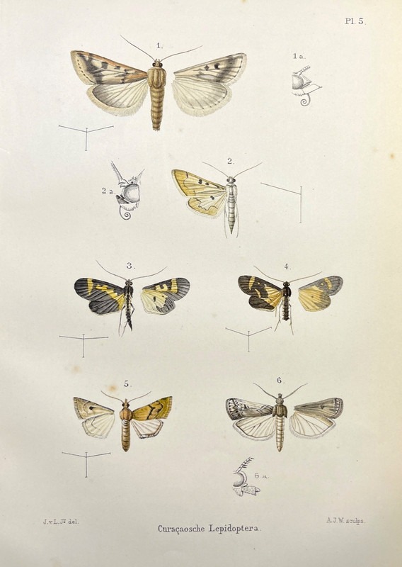Antique Moth Print Entomology Color Illustration Plate Curaçao Species