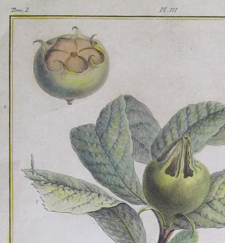 1768 Etching Original NEFLIER ARGOS Fruit plant HENRI DUHAMEL DU MONCEAU Paris gallery