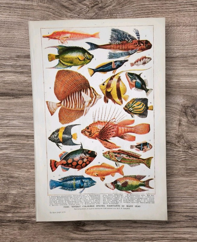 Antique 1930s Tropical Aquarium Sea Fish Book Art Print Picture Angel Fishes