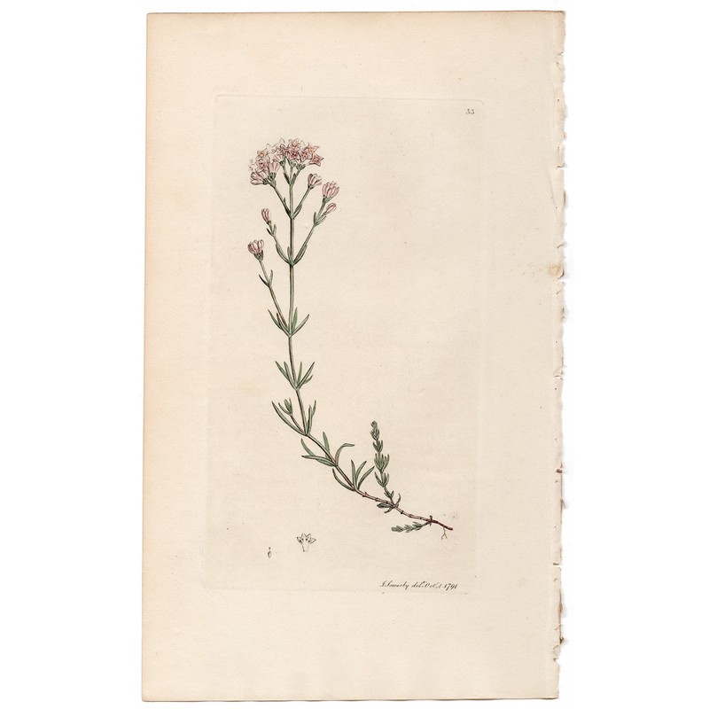 Antique 1790 Sowerby English Botany handcolored engraving 33 Squinancy-wort