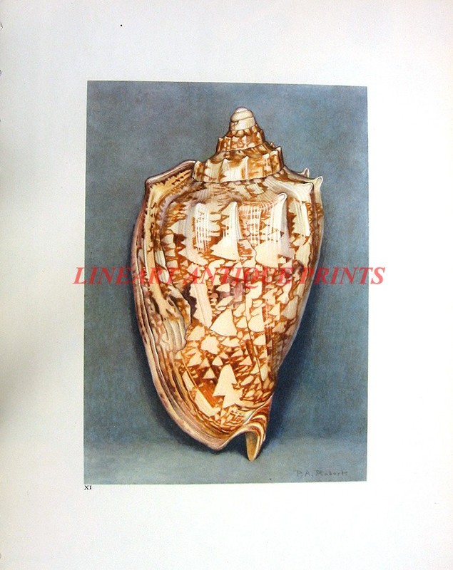 IMPERIAL VOLUTE SPIRAL SEASHELL ~ 1940s Ocean Coral Reef Beach House Art Print
