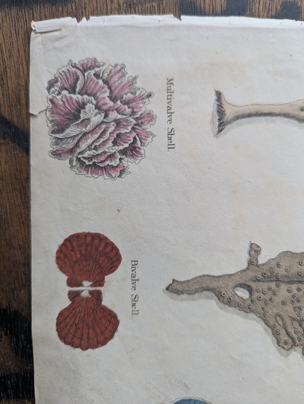 Antique c1815 Natural HistoryPrint Hand Coloured Engraving Sea Creature Sponge gallery