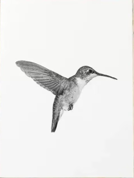 5pcs Hummingbird Prints Black & White Art Decorative Drawing Frameless 4″ X 6″