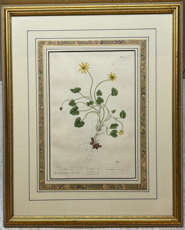 Antique ELIZABETH BLACKWELL Pile Wort BUTTERCUP Engraving from CURIOUS HERBAL