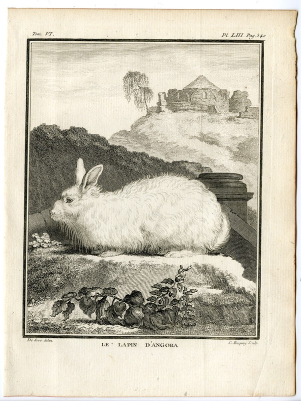 5 Antique Prints-ANGORA RABBIT-LAPIN-PL. 53-57-Baquoy-Buffon-1785