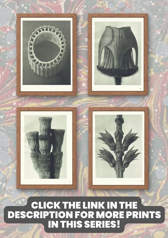 1929 FLOWERING ASH & DOGWOOD Print - Karl Blossfeldt - Plant - 9.5 x 12 Inches gallery