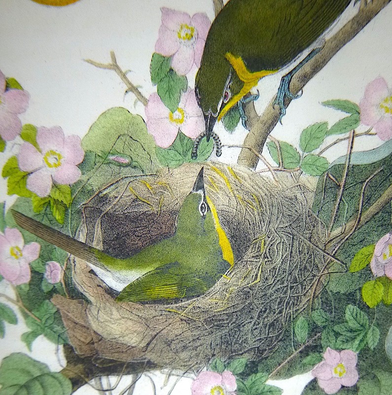 Audubon 1st ed Octavo YELLOW BREASTED CHAT Birds of America 1840 original gallery