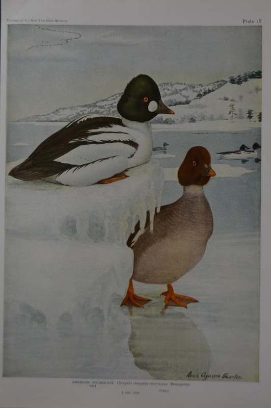Antique Original 1912 Birds of New York Art Print American Golden Eye Duck